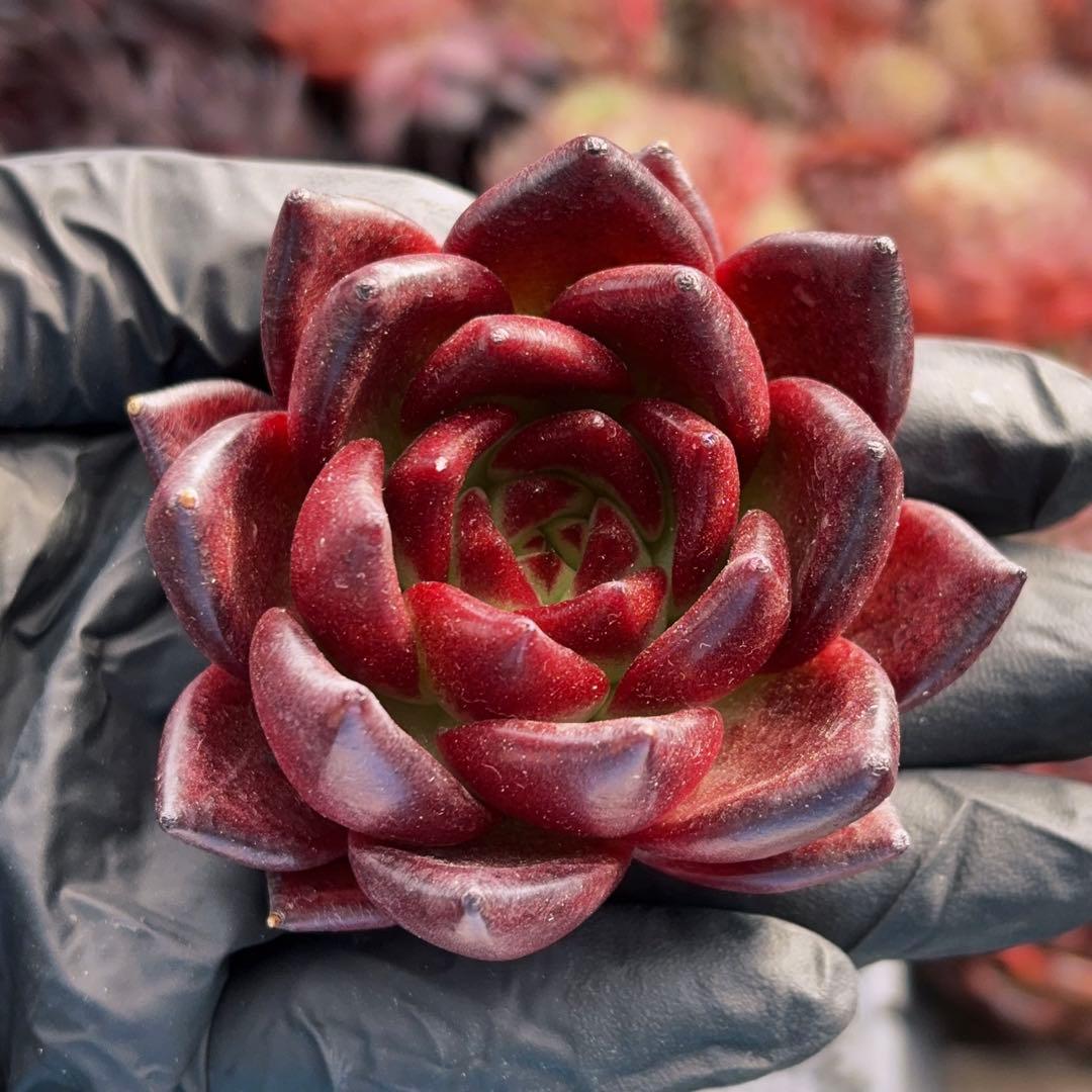 rainbow♡プロフ見てね☆