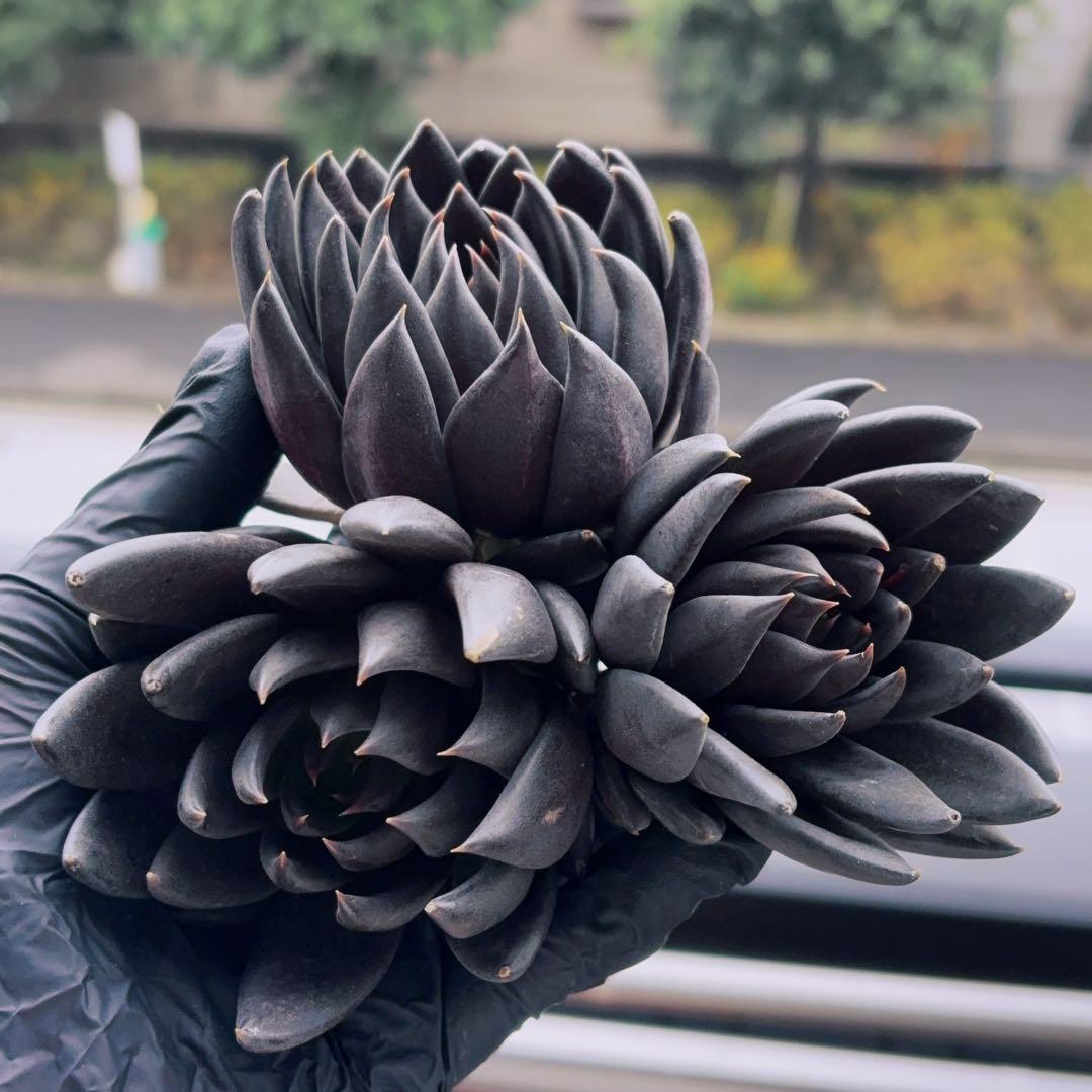 rainbow♡プロフ見てね☆