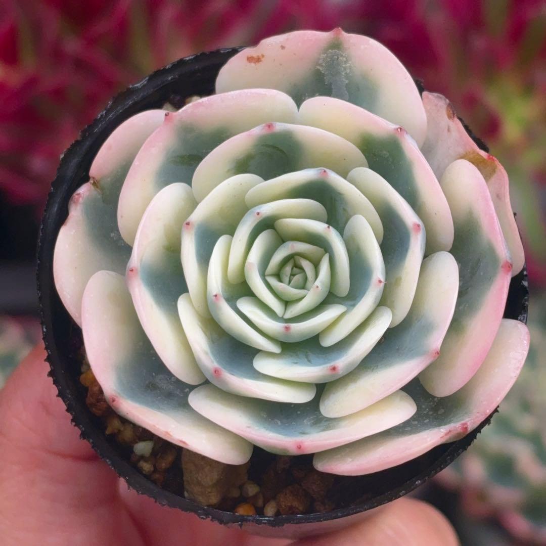 rainbow♡プロフ見てね☆