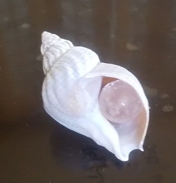 CoCo　確認用出品♬