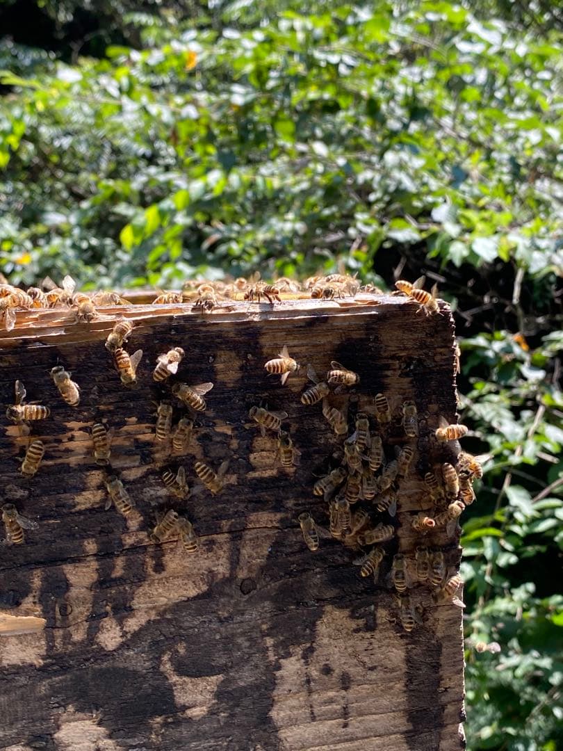 ミツロウ　日本蜜蜂の蜜蝋　誘引用のみつろう