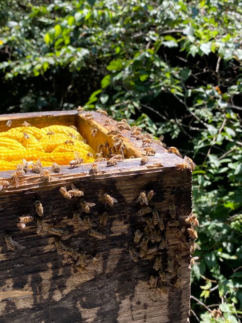 ミツロウ　日本蜜蜂の蜜蝋　誘引用のみつろう