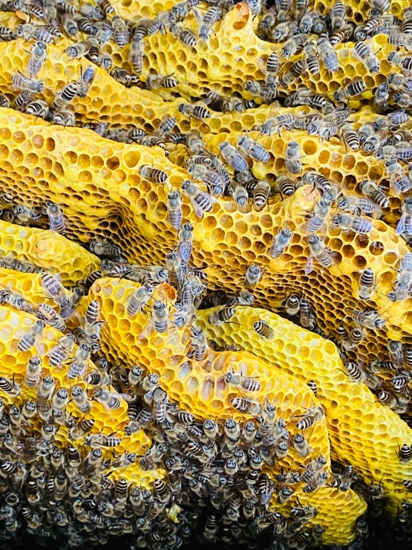 ミツロウ　日本蜜蜂の蜜蝋　誘引用のみつろう