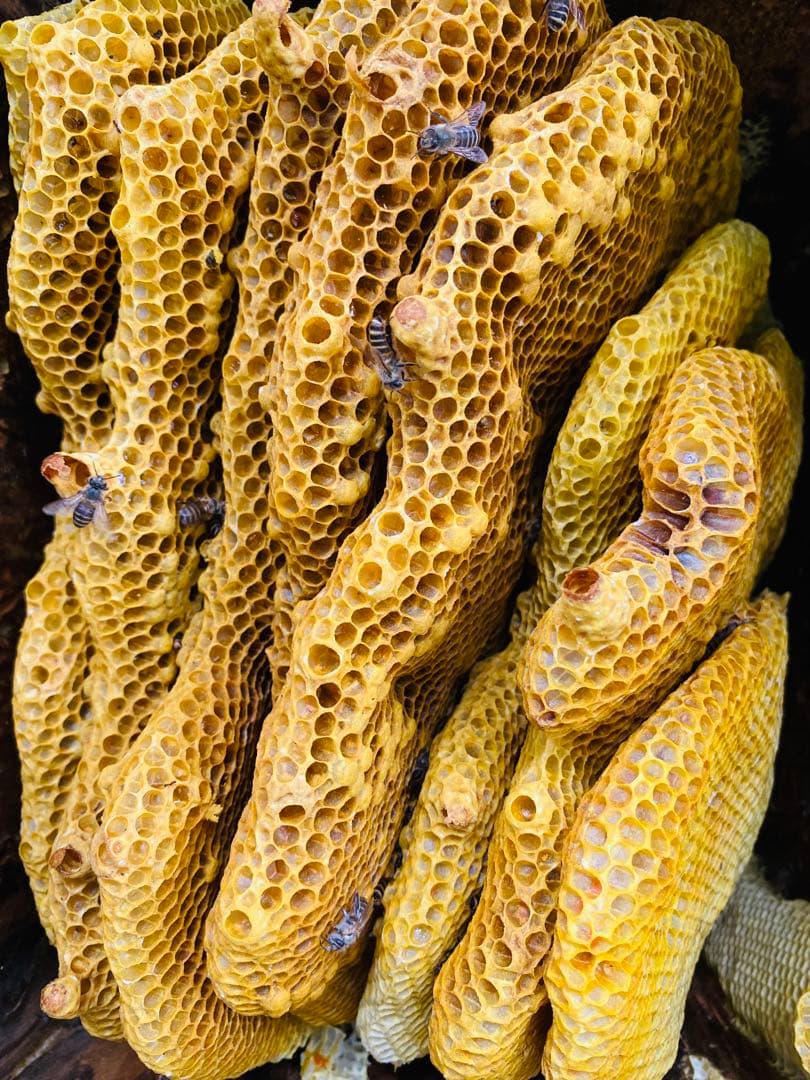 ミツロウ　日本蜜蜂の蜜蝋　誘引用のみつろう