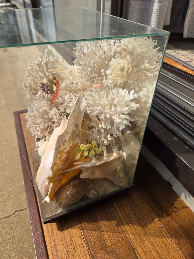 「天然珊瑚 天然貝 ガラスケース付 インテリア 標本 ディスプレイ 一点物」