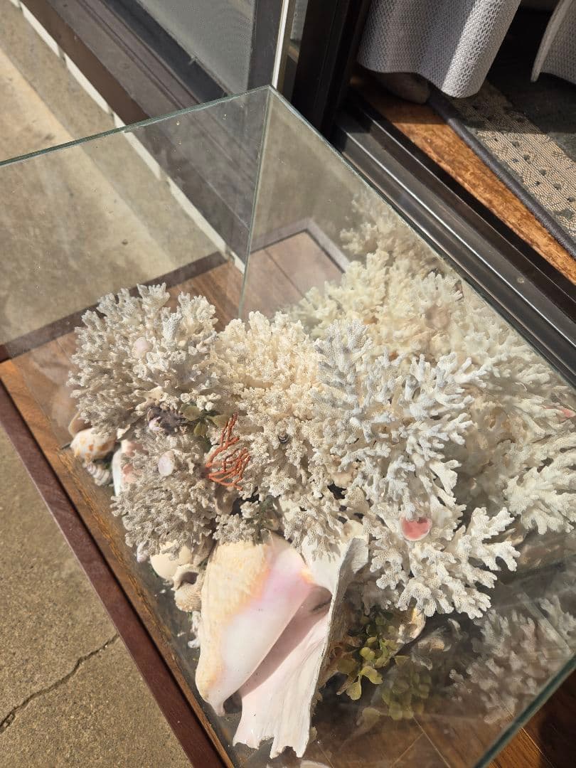 「天然珊瑚 天然貝 ガラスケース付 インテリア 標本 ディスプレイ 一点物」