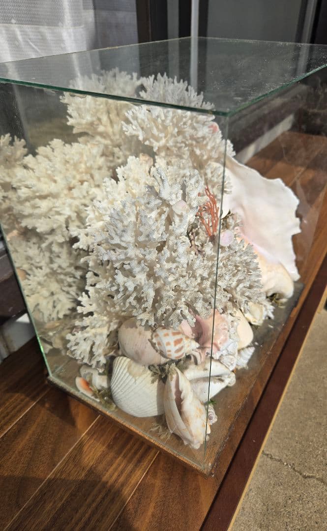「天然珊瑚 天然貝 ガラスケース付 インテリア 標本 ディスプレイ 一点物」