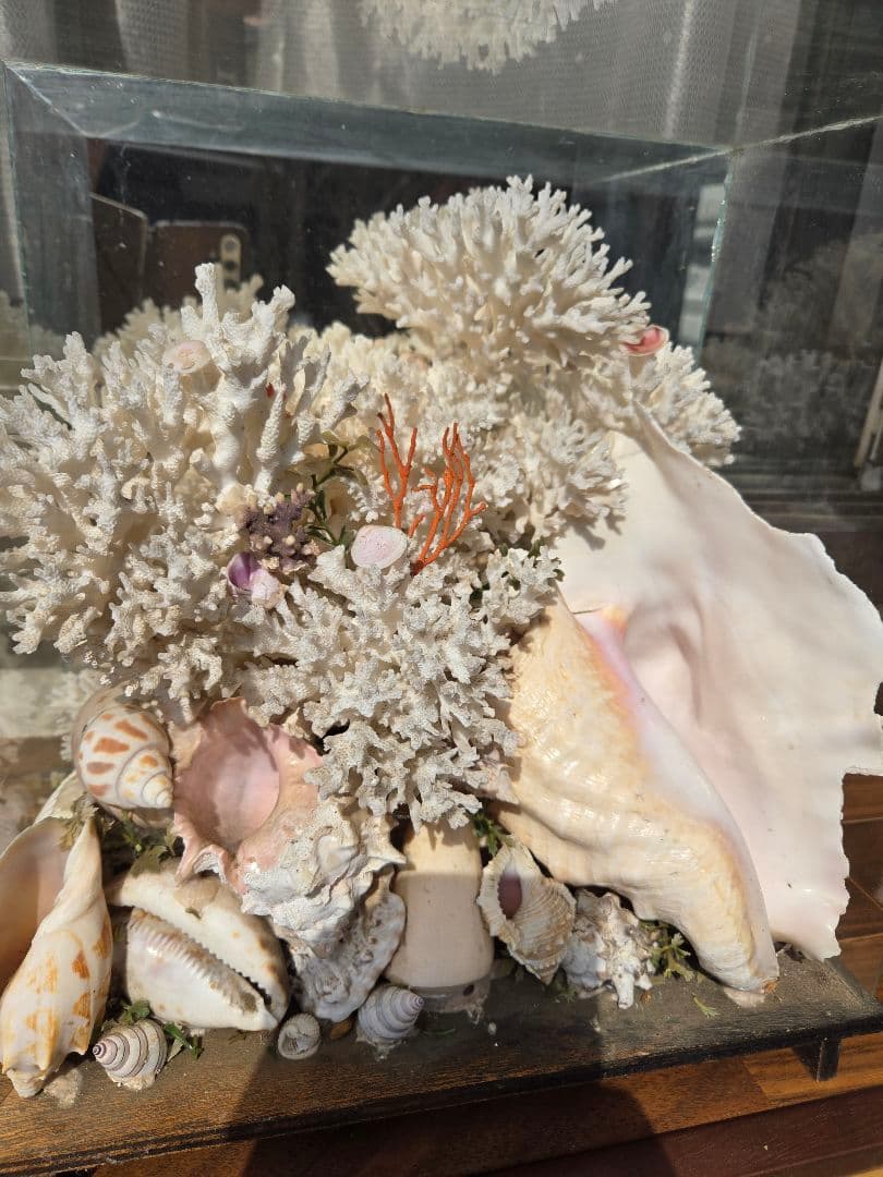 「天然珊瑚 天然貝 ガラスケース付 インテリア 標本 ディスプレイ 一点物」