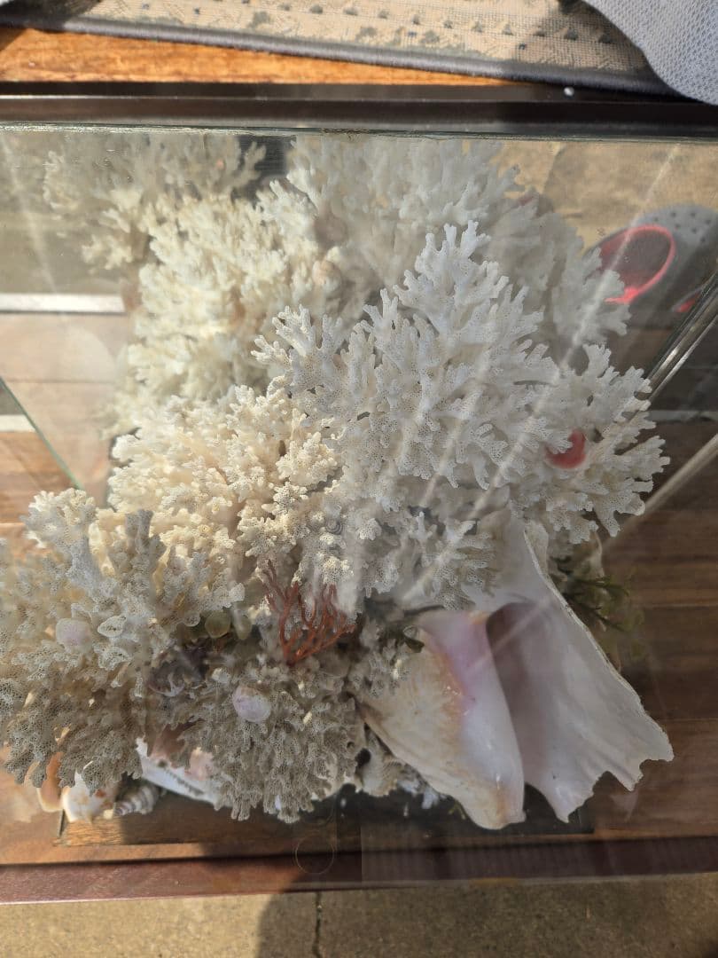 「天然珊瑚 天然貝 ガラスケース付 インテリア 標本 ディスプレイ 一点物」