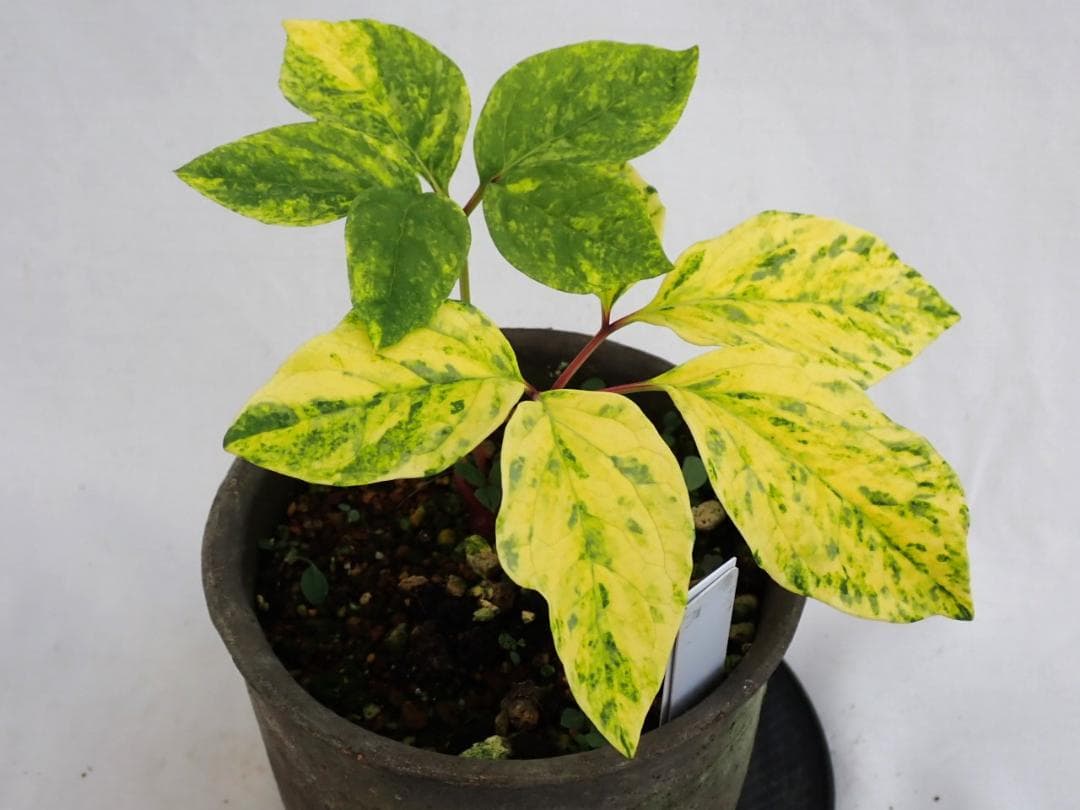 山野草　斑入り　ヤマシャクヤク