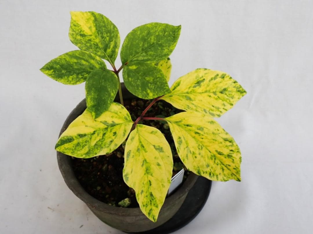 山野草　斑入り　ヤマシャクヤク