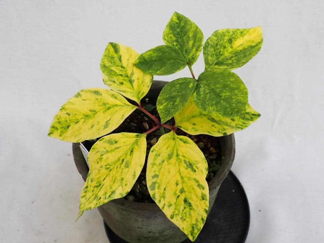 山野草　斑入り　ヤマシャクヤク