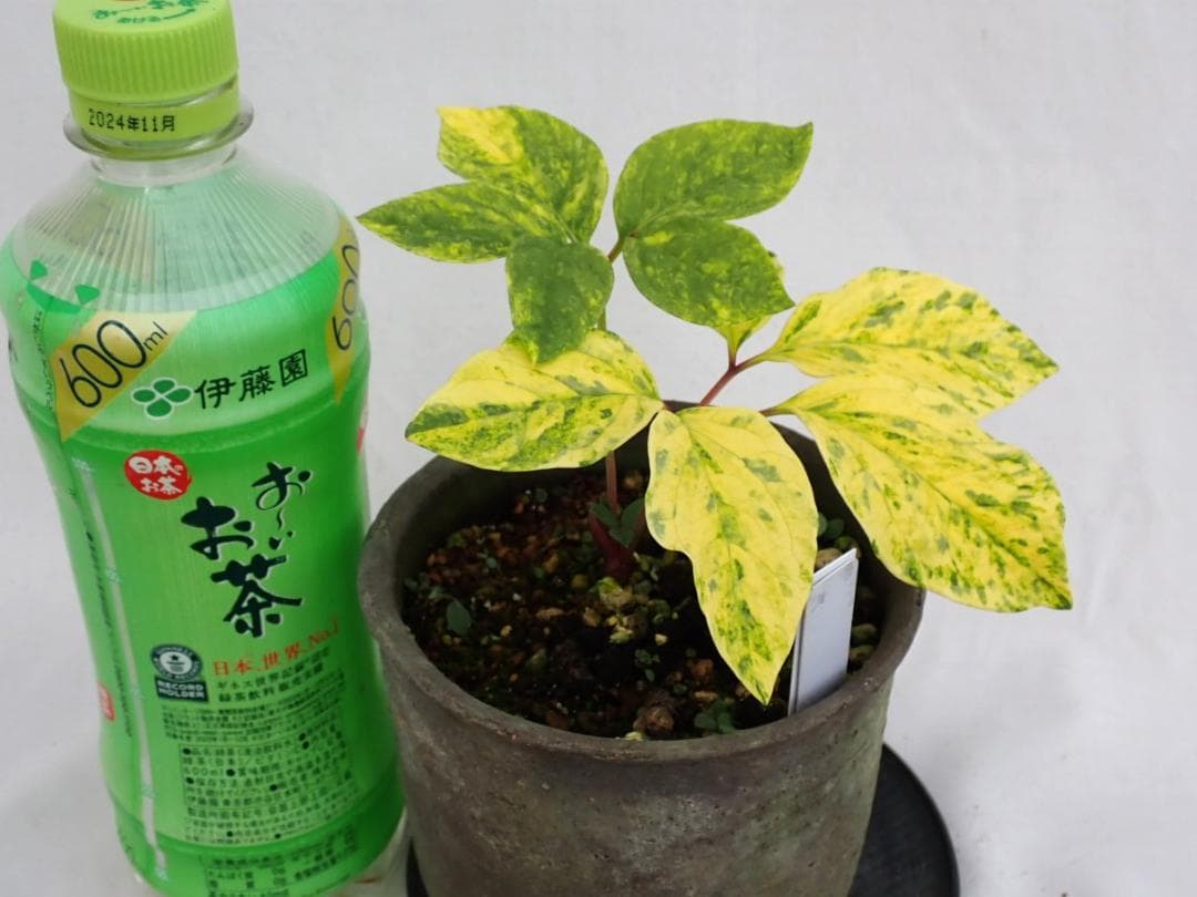 山野草　斑入り　ヤマシャクヤク