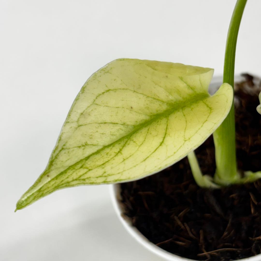 【2467117】モンステラ デリシオーサ ミント