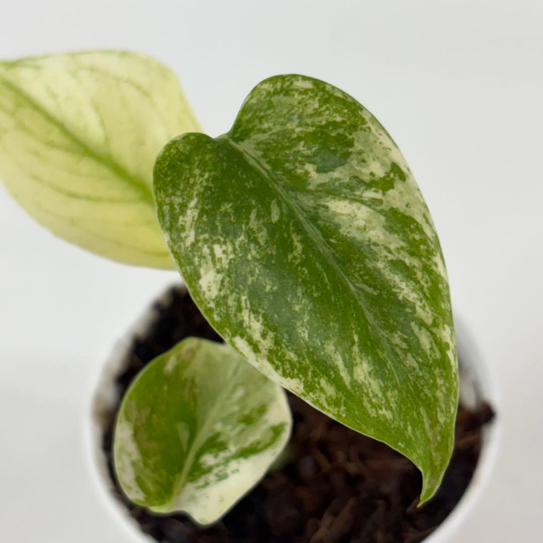 【2467117】モンステラ デリシオーサ ミント