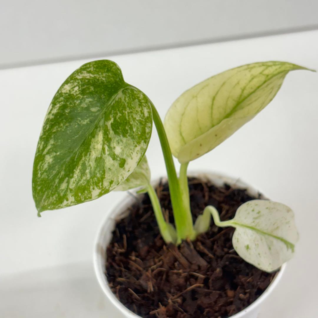 【2467117】モンステラ デリシオーサ ミント