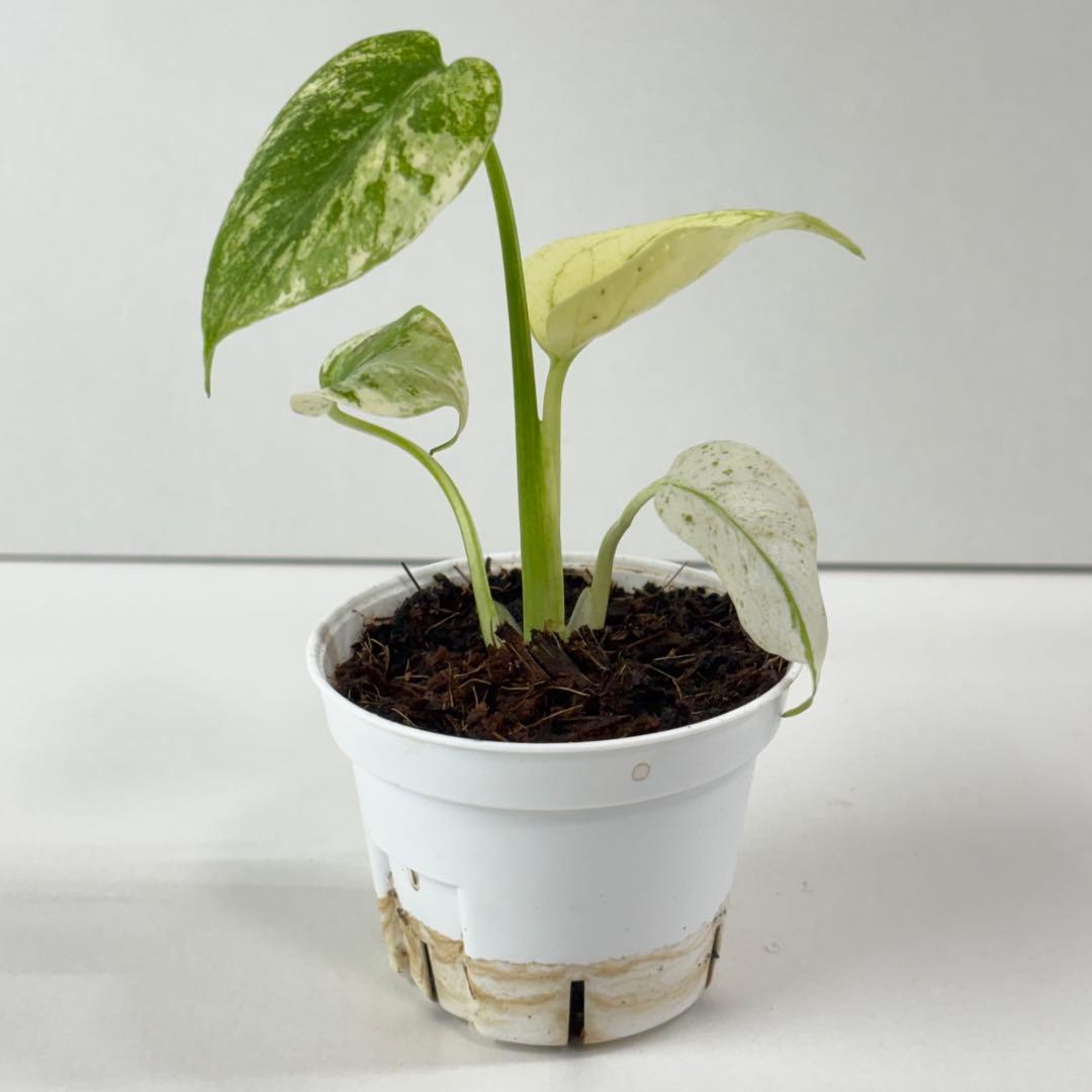 【2467117】モンステラ デリシオーサ ミント