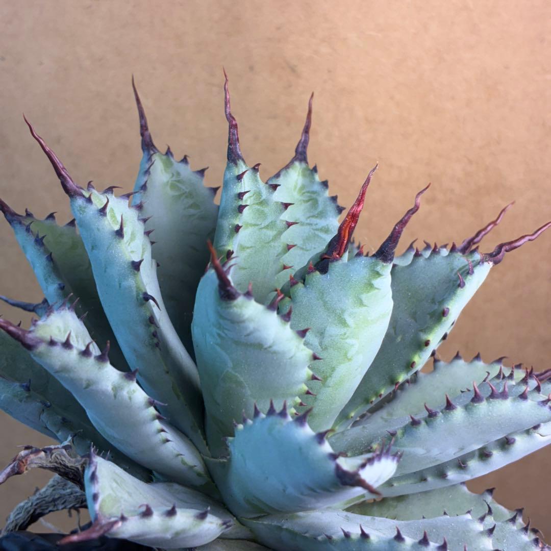 R*!様 アガベ ハイブリッド 八荒雷神 曲刺八荒 陽炎強黒曲棘 特選