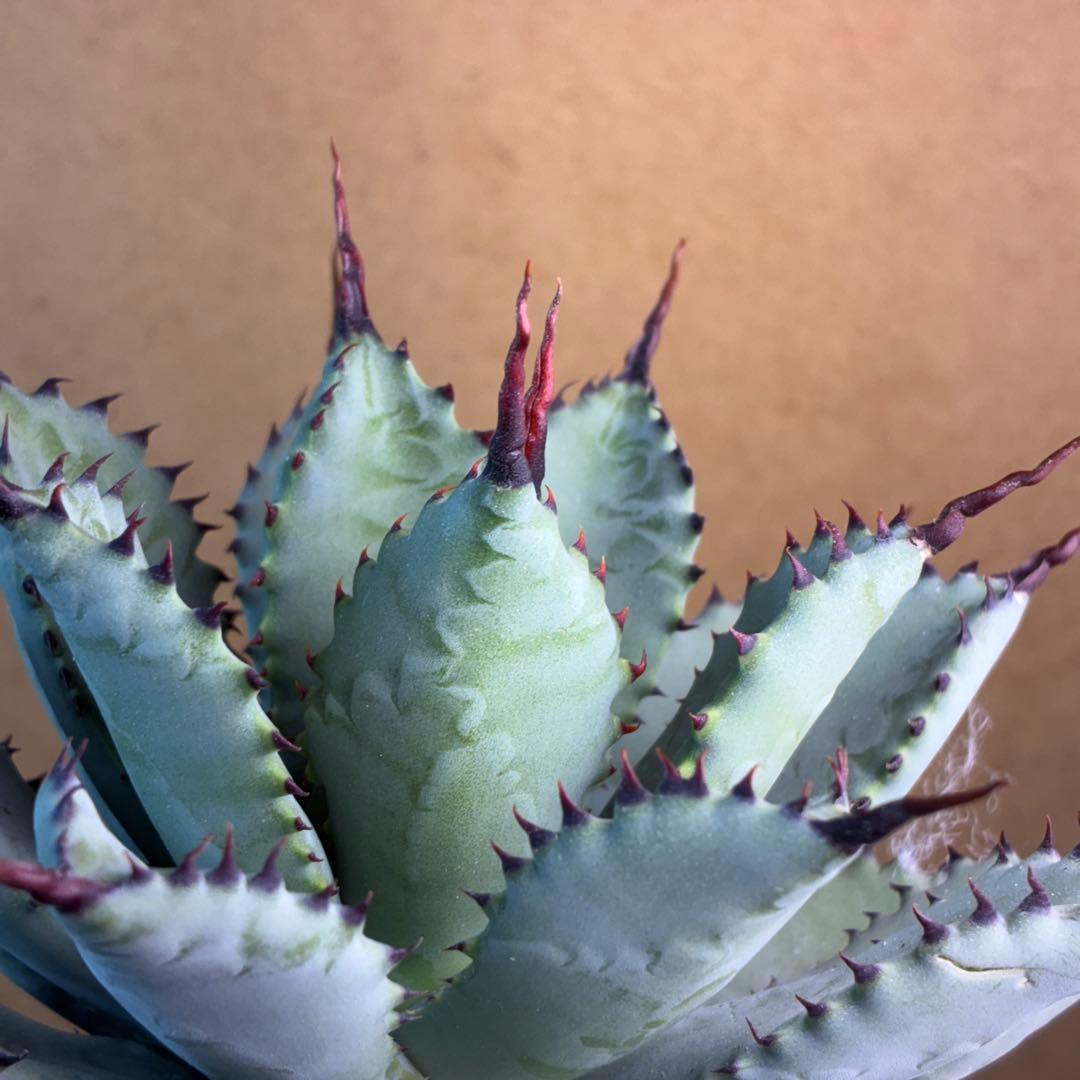 R*!様 アガベ ハイブリッド 八荒雷神 曲刺八荒 陽炎強黒曲棘 特選