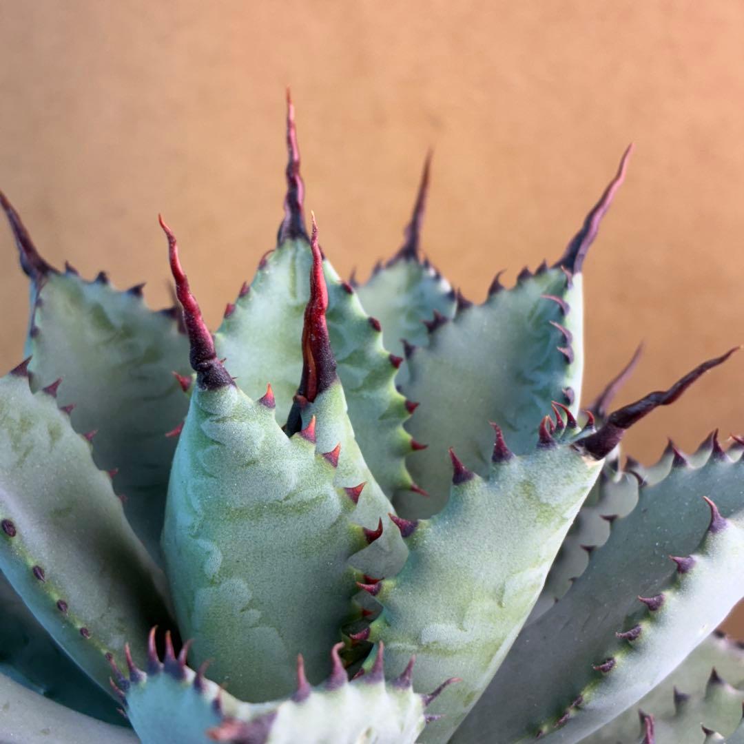 R*!様 アガベ ハイブリッド 八荒雷神 曲刺八荒 陽炎強黒曲棘 特選