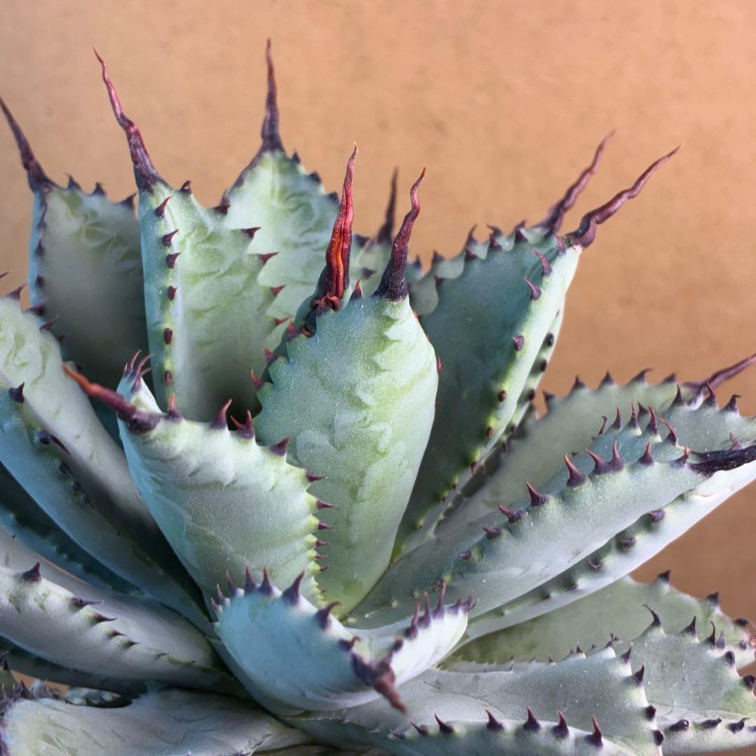 R*!様 アガベ ハイブリッド 八荒雷神 曲刺八荒 陽炎強黒曲棘 特選