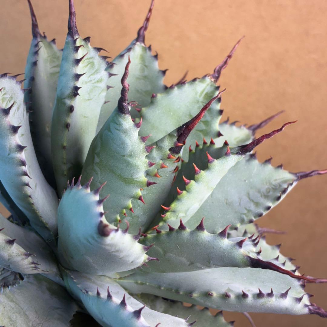 R*!様 アガベ ハイブリッド 八荒雷神 曲刺八荒 陽炎強黒曲棘 特選