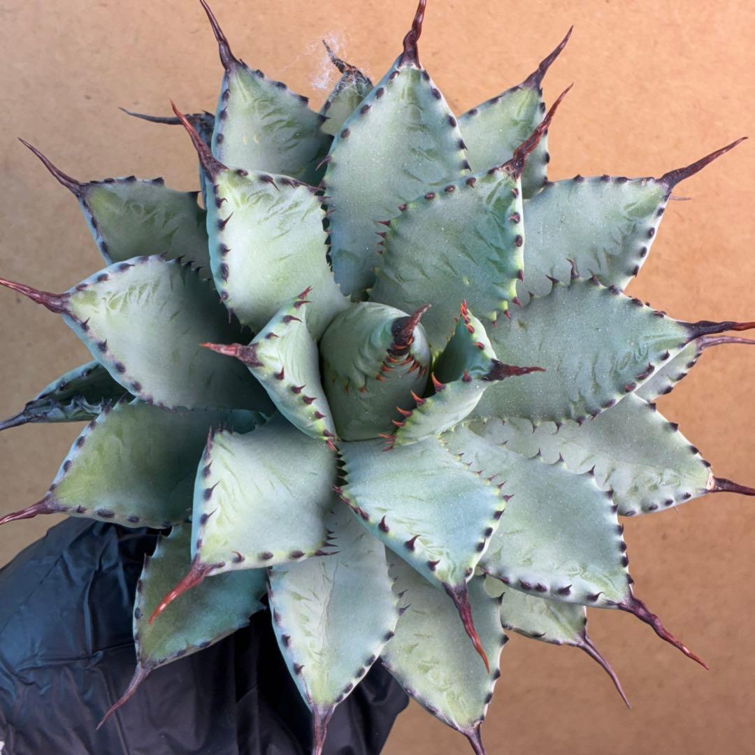 R*!様 アガベ ハイブリッド 八荒雷神 曲刺八荒 陽炎強黒曲棘 特選