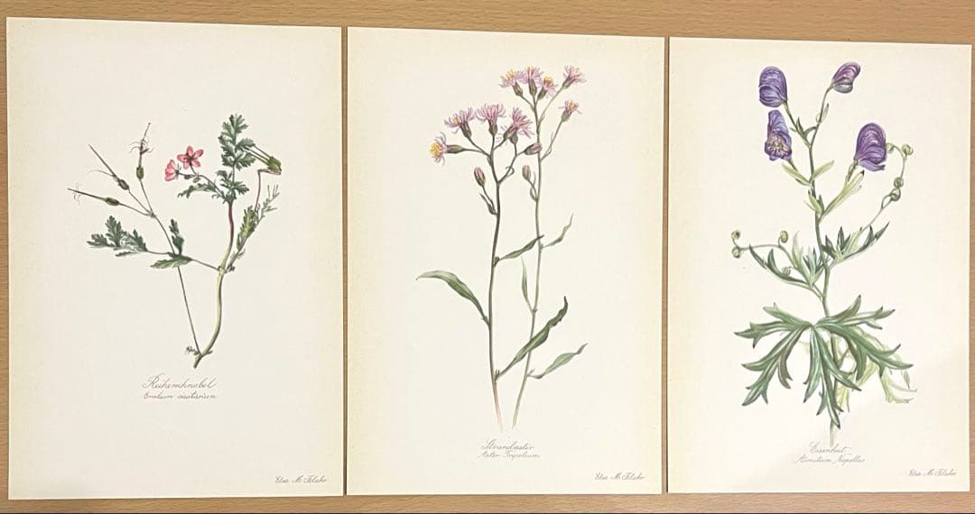 No.292ドイツ ビンテージ 紙もの ボタニカルアート 植物図鑑 水彩画
