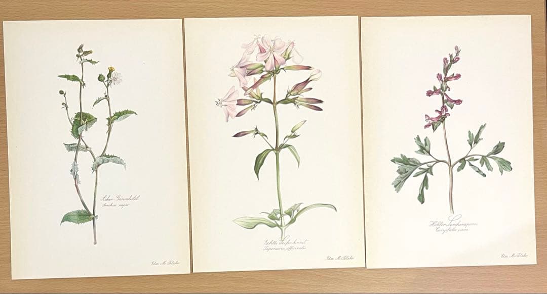 No.292ドイツ ビンテージ 紙もの ボタニカルアート 植物図鑑 水彩画