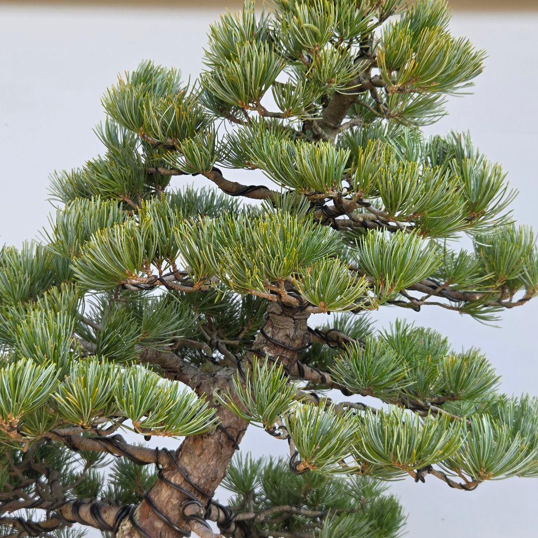 五葉松　[双幹木]　大品盆栽