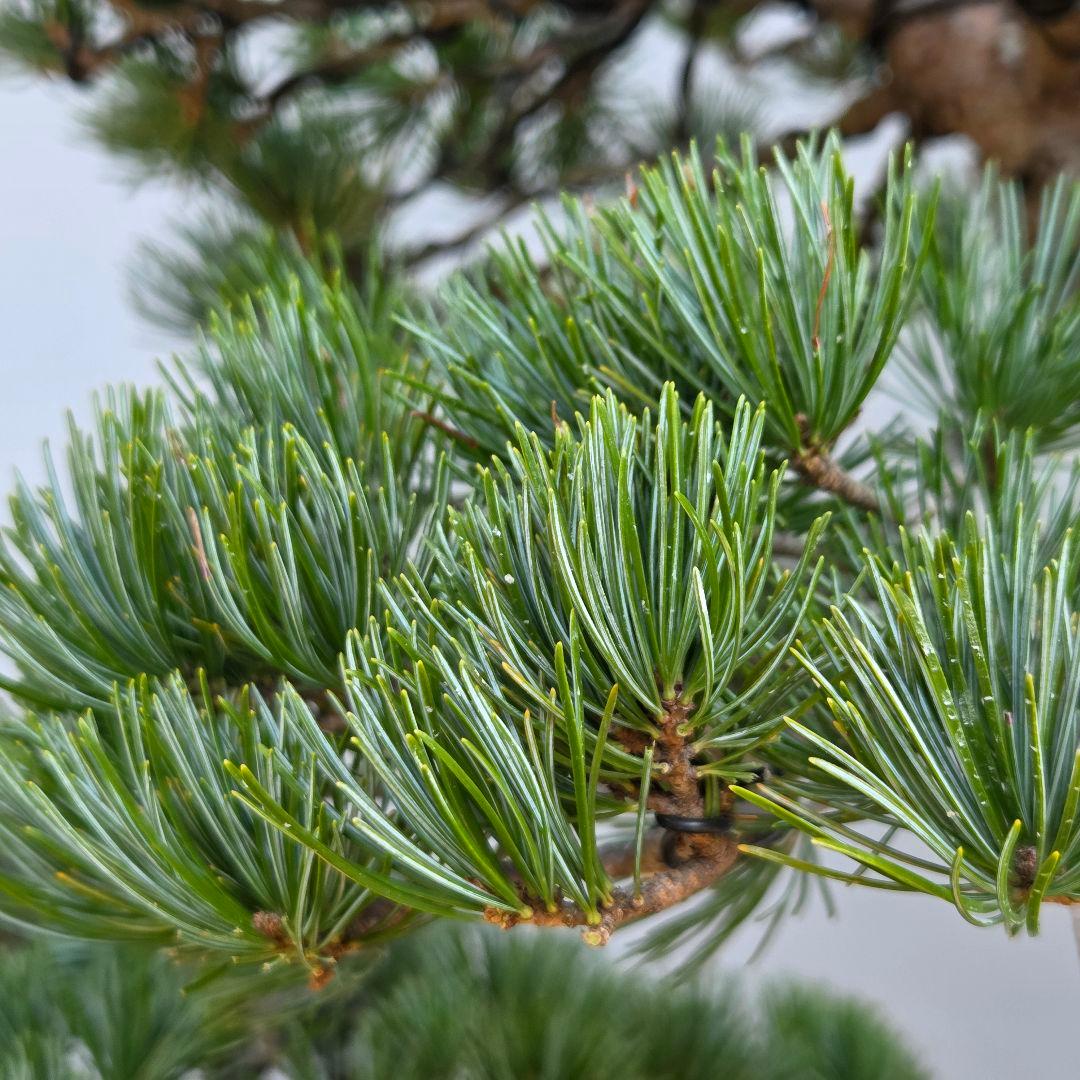 五葉松　[双幹木]　大品盆栽