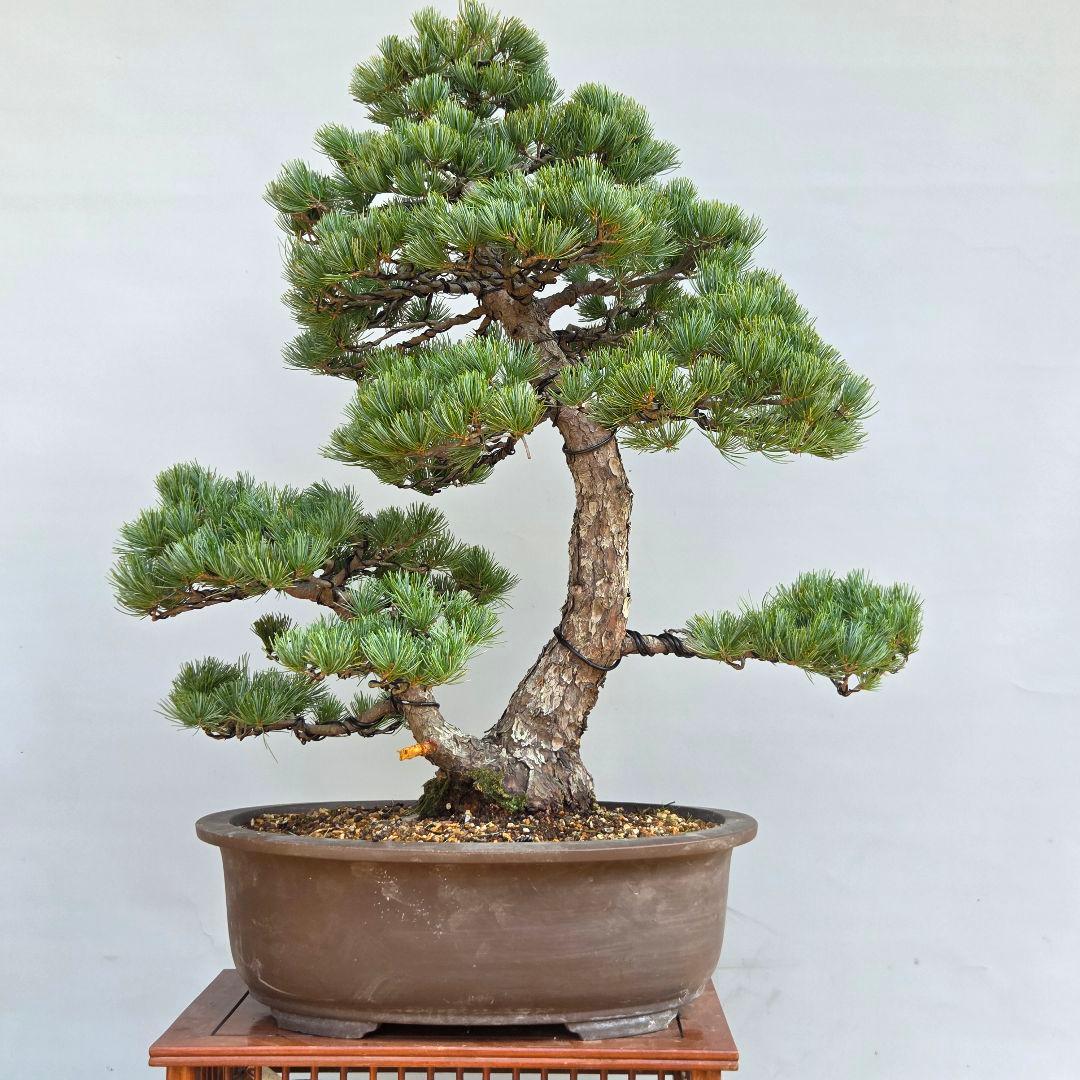 五葉松　[双幹木]　大品盆栽