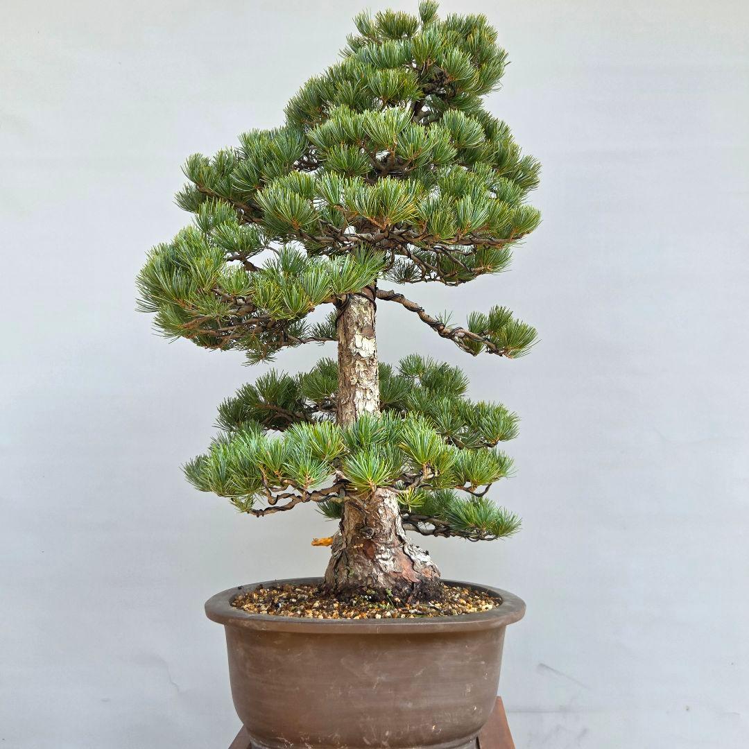 五葉松　[双幹木]　大品盆栽