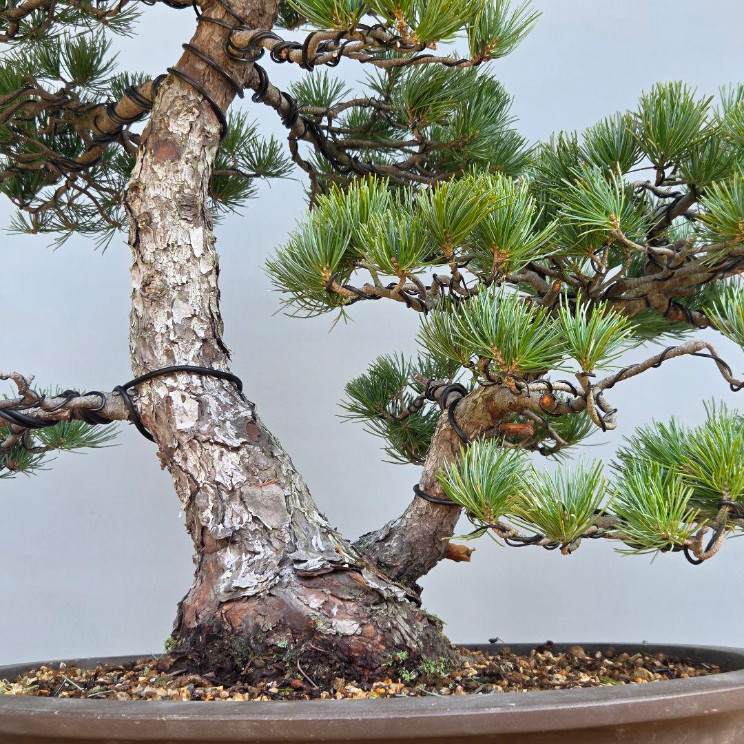 五葉松　[双幹木]　大品盆栽