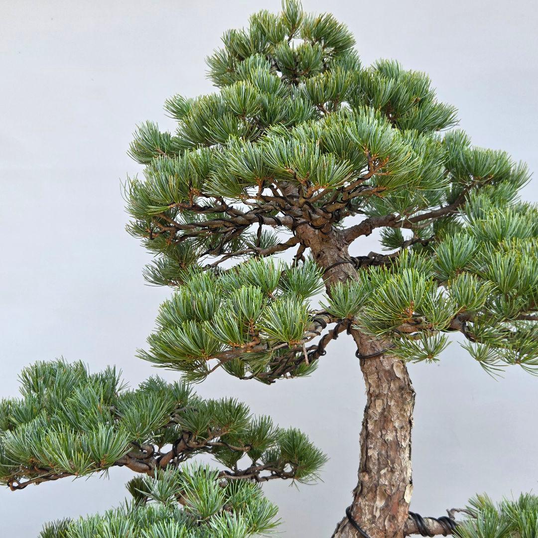 五葉松　[双幹木]　大品盆栽