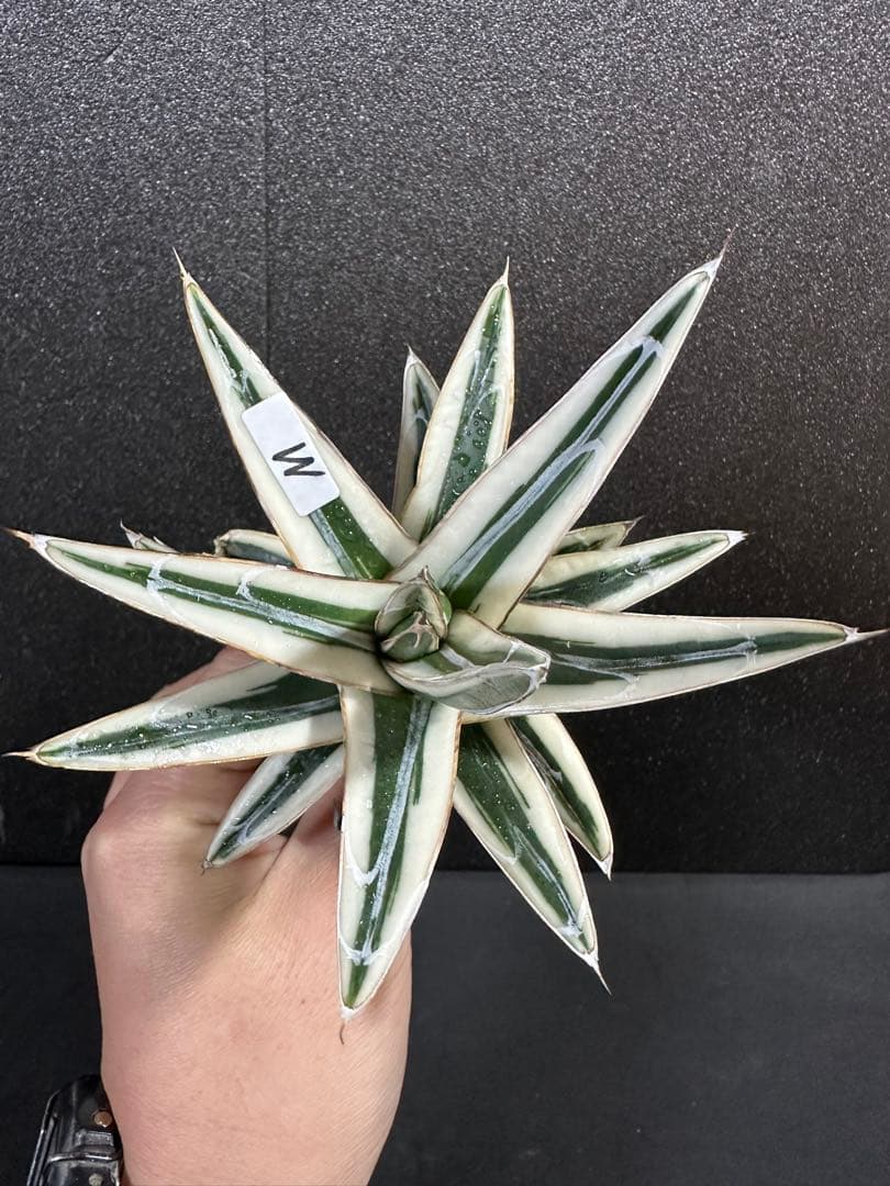 【子株付き　氷山　中苗⭐︎】アガベ　笹の雪