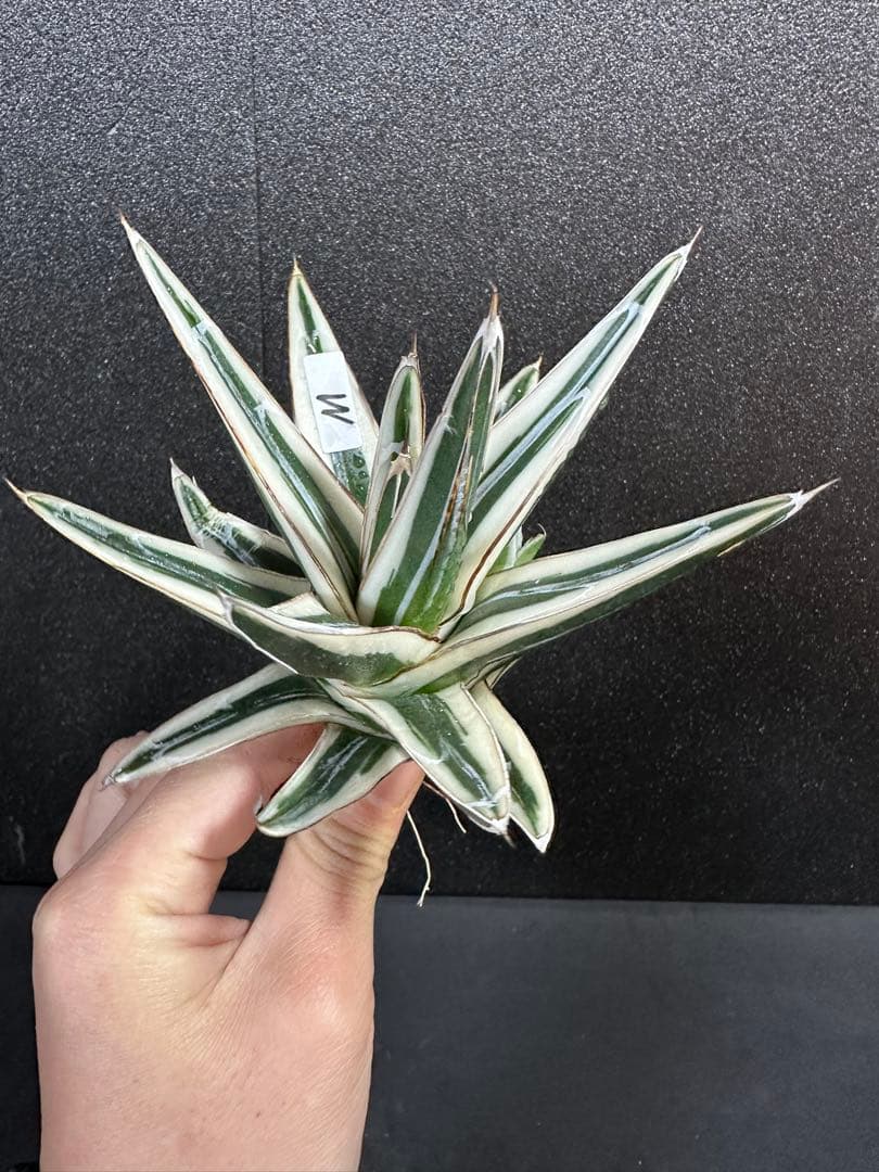 【子株付き　氷山　中苗⭐︎】アガベ　笹の雪