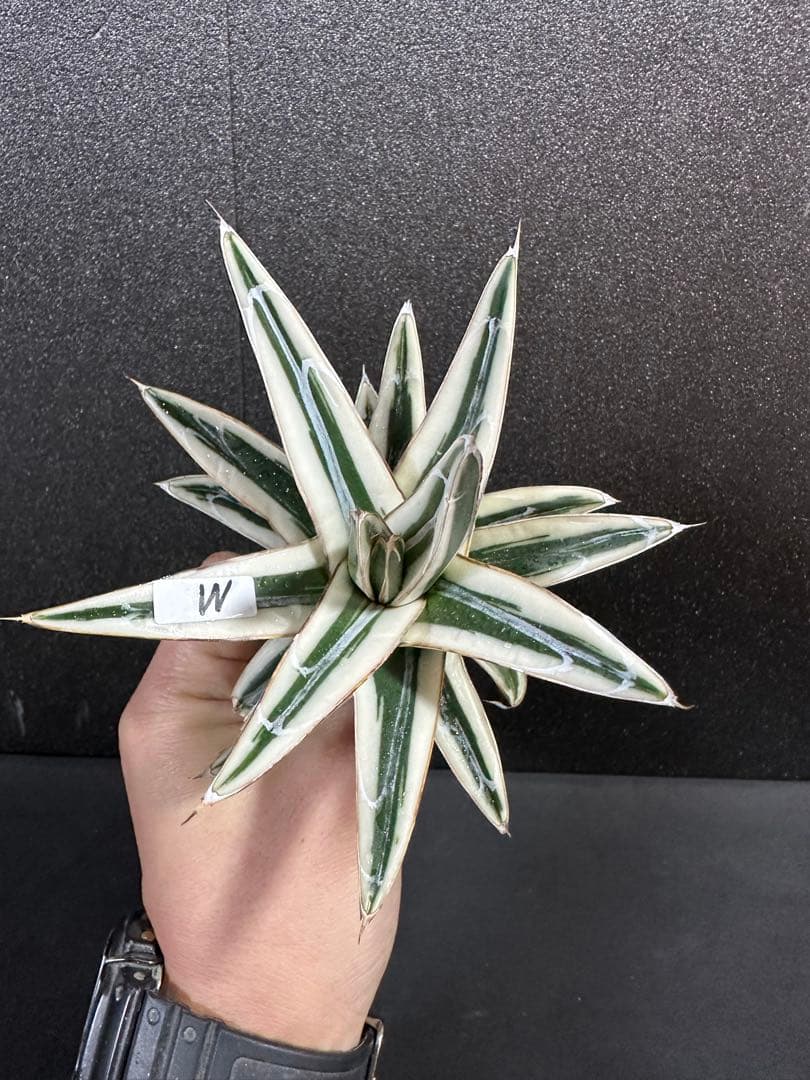 【子株付き　氷山　中苗⭐︎】アガベ　笹の雪
