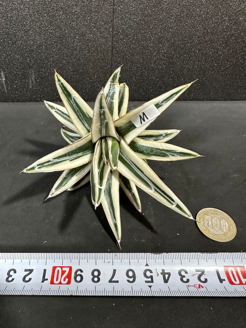 【子株付き　氷山　中苗⭐︎】アガベ　笹の雪