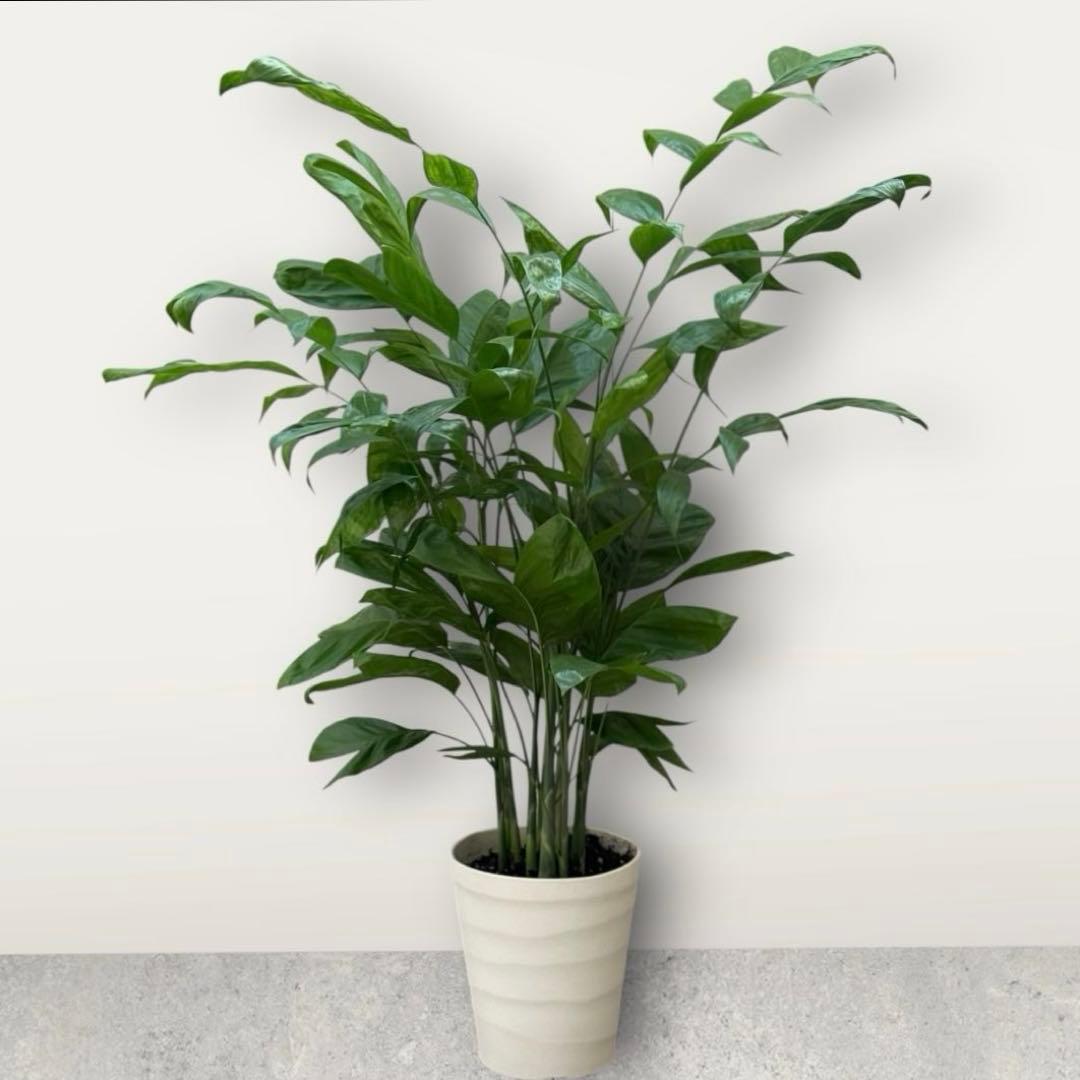 ☆チャメドレア(ミクロスパディクス ) 110cm♪ ⑦号