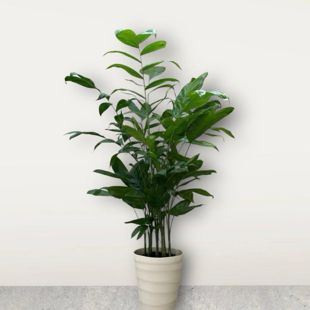 ☆チャメドレア(ミクロスパディクス ) 110cm♪ ⑦号