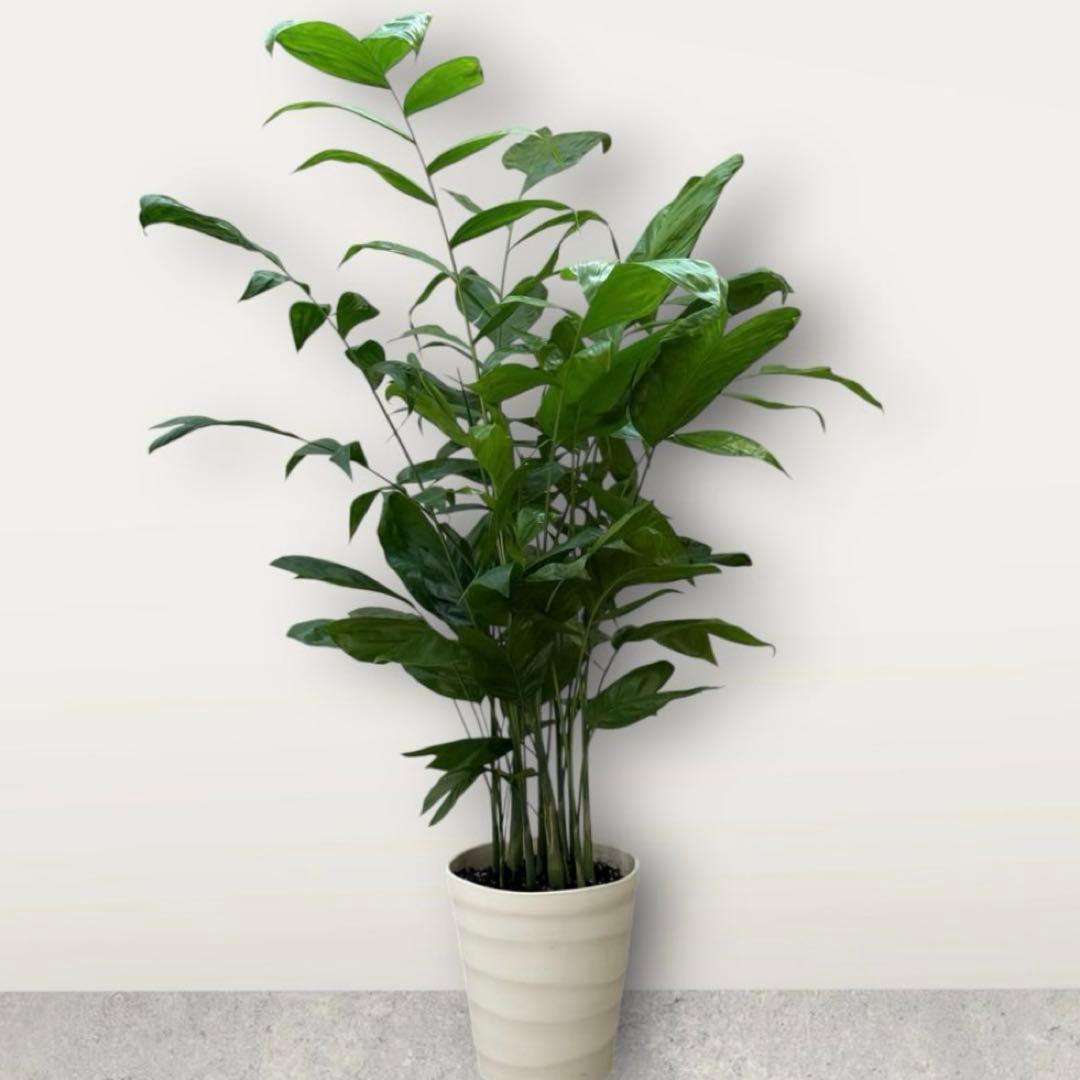 ☆チャメドレア(ミクロスパディクス ) 110cm♪ ⑦号