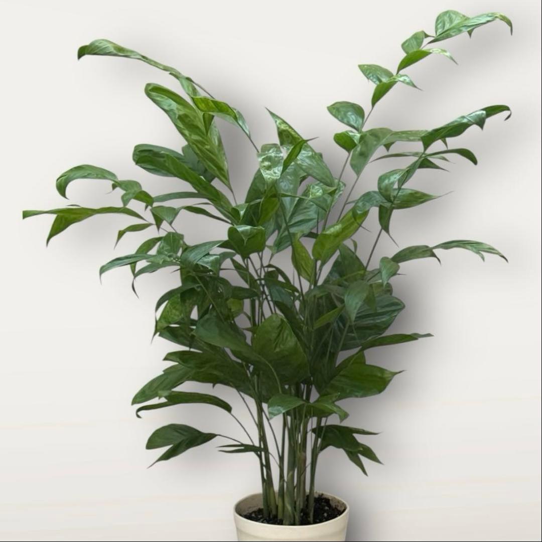 ☆チャメドレア(ミクロスパディクス ) 110cm♪ ⑦号