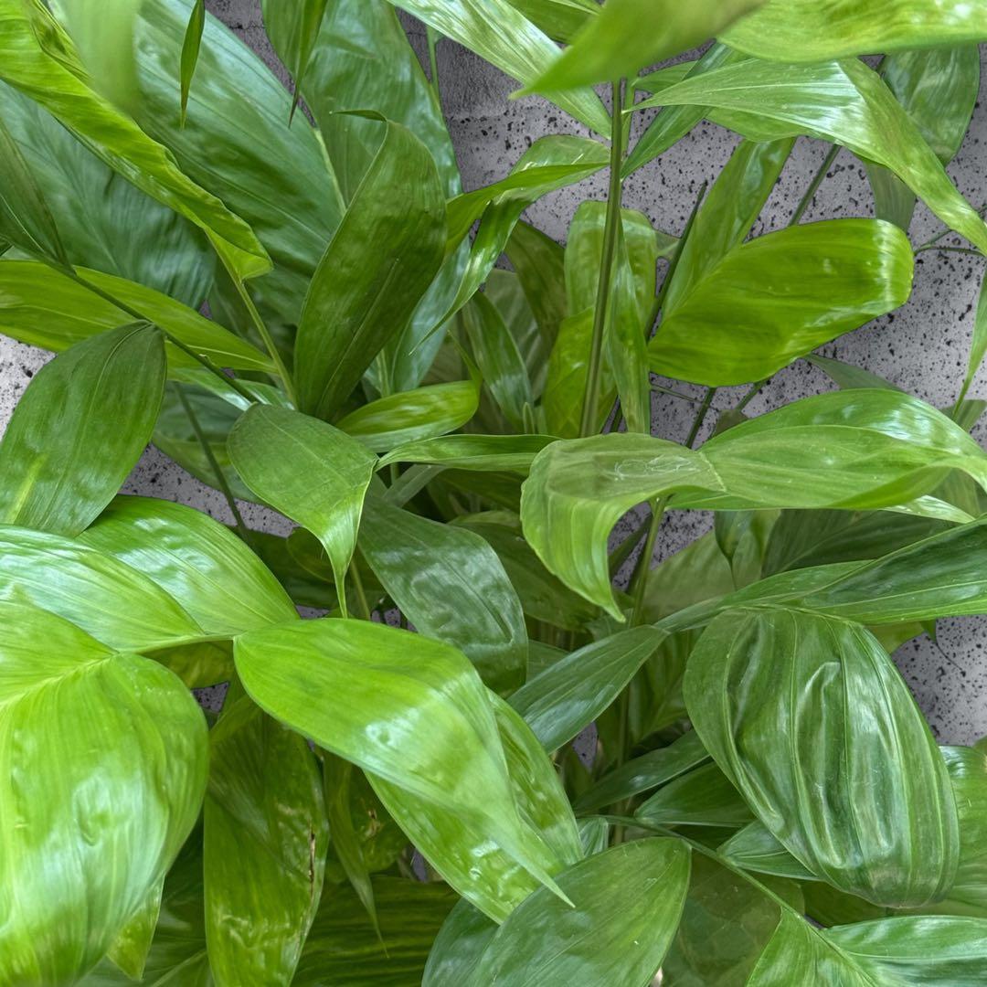 ☆チャメドレア(ミクロスパディクス ) 110cm♪ ⑦号