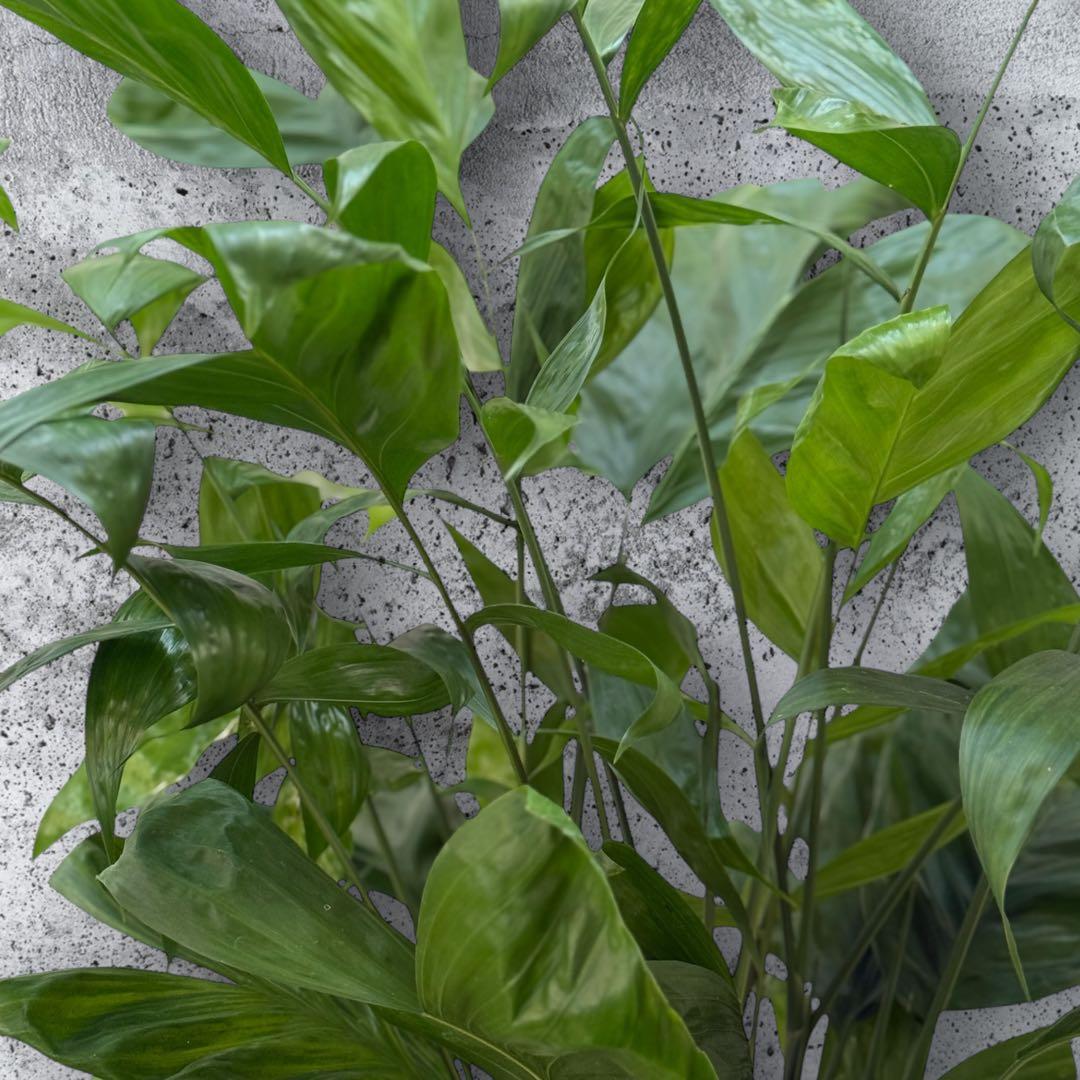 ☆チャメドレア(ミクロスパディクス ) 110cm♪ ⑦号