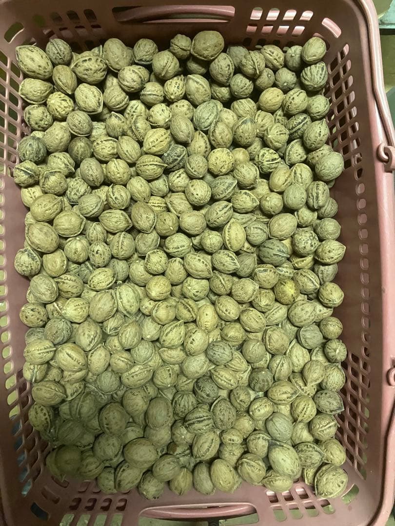 値下げ令和7年産　新物　福井産オニクルミ（鬼胡桃・鬼クルミ）約10kg