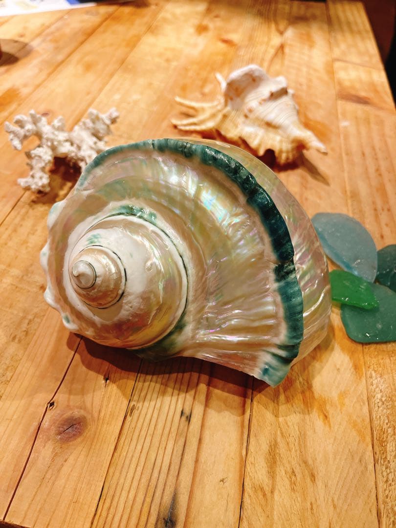 夜光貝 インテリア