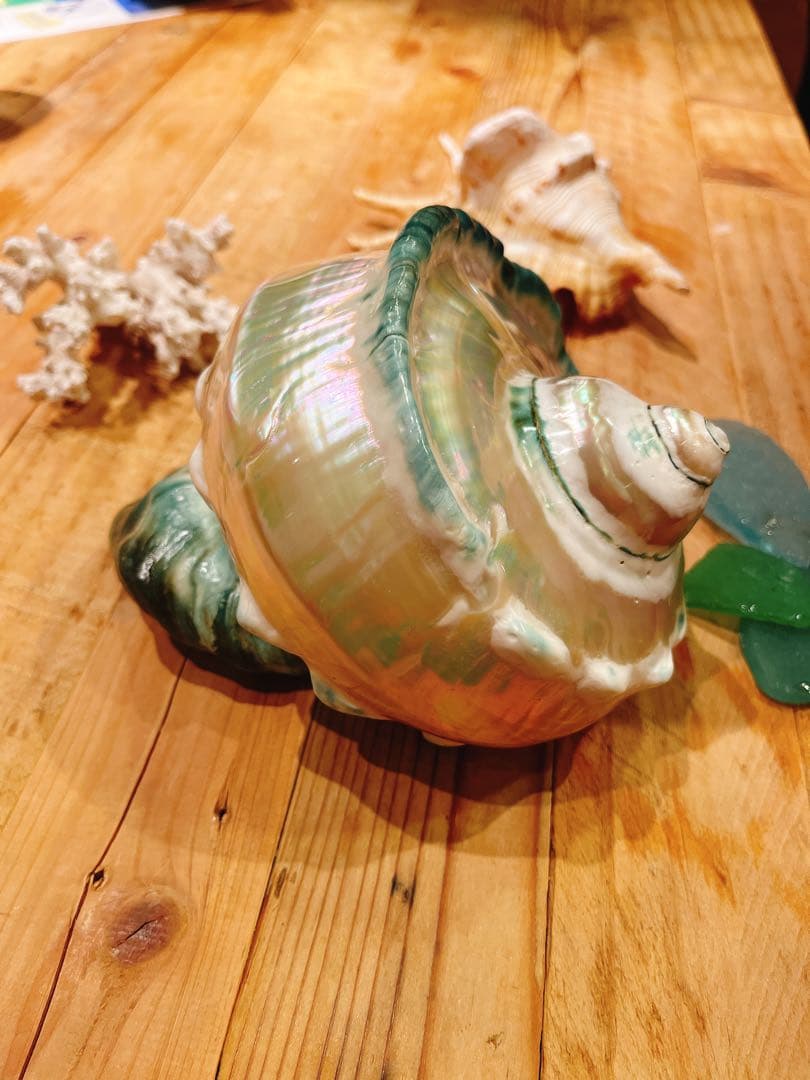 夜光貝 インテリア