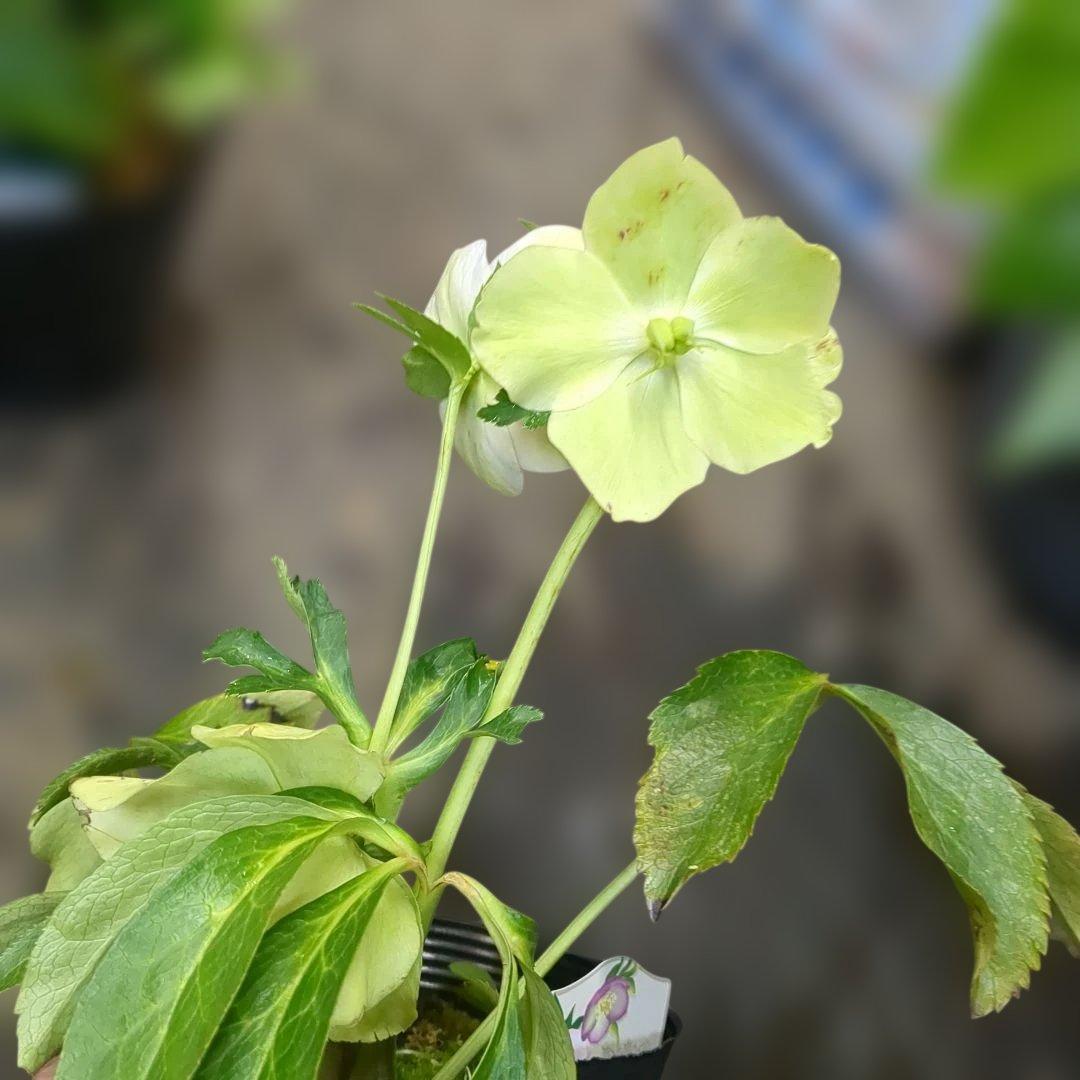 クリスマスローズ写真品物8鉢で