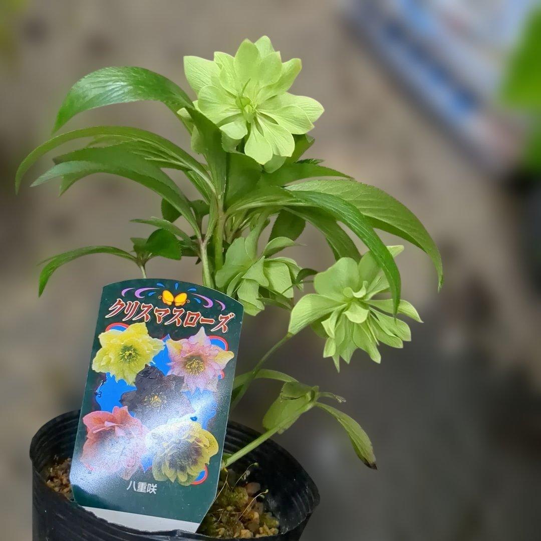 クリスマスローズ写真品物8鉢で